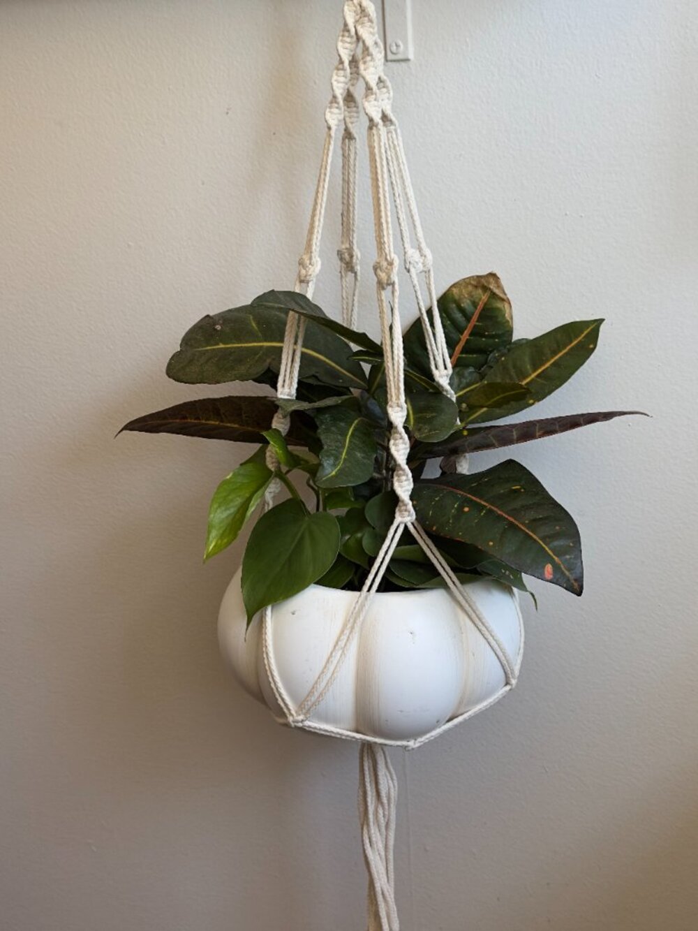 NEW Macrame Plant Hanger - Cream